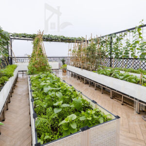 Vườn rau sân vườn chị Trang