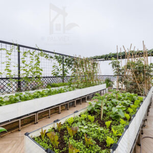 Vườn rau sân thượng cho chi Trang