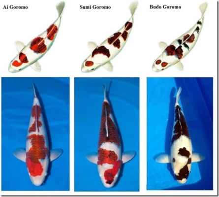 Goromo koi
